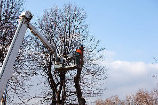 Best Lot and Land Clearing  in USA